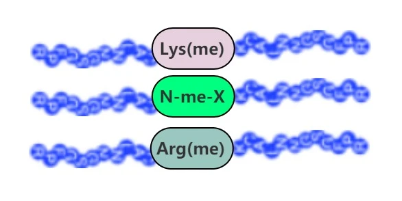 Metylowane peptydy